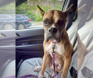 Amora - Female Boxer Dog for Adoption - Photo #2
