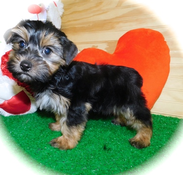 Medium Photo #1 Shorkie Tzu Puppy For Sale in HAMMOND, IN, USA