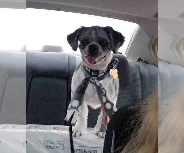 Medium Photo #1 Shih Tzu Puppy For Sale in O BRIEN, FL, USA