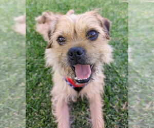 Mutt Dogs for adoption in Corona, CA, USA