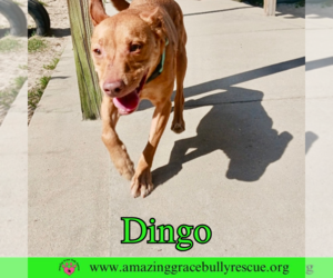 Dingo - Male American Pit Bull Terrier-Unknown Mix Dog for Adoption - Photo #5