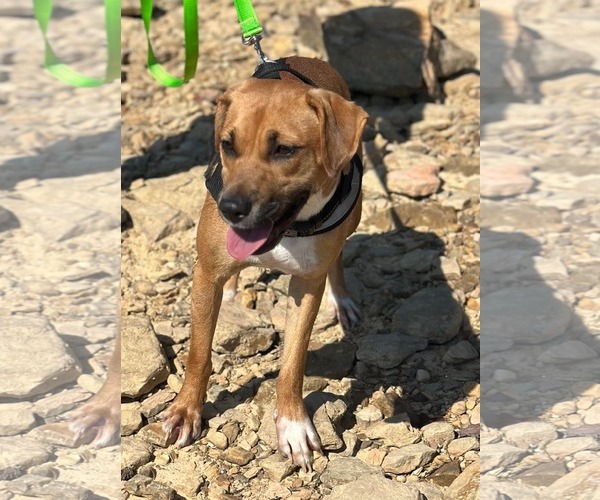 Medium Photo #4 Mutt Puppy For Sale in Westwood, NJ, USA