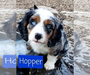 Cavalier King Charles Spaniel-Miniature Australian Shepherd Mix Puppy for sale in LEBANON, OR, USA