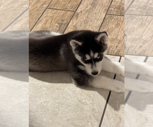 Siberian Husky Puppy for Sale in CHICAGO, Illinois USA