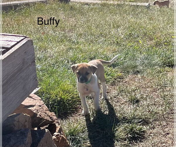 Medium Photo #6 Border Terrier-Unknown Mix Puppy For Sale in Denver , CO, USA