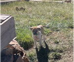 Small #5 Border Terrier Mix