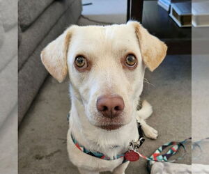Mutt Dogs for adoption in Bellevue, WA, USA