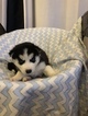 Small Photo #3 Siberian Husky Puppy For Sale in THORNTON, CO, USA