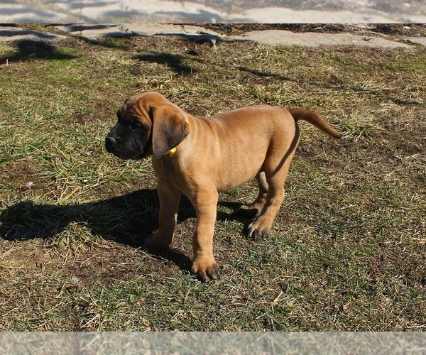 Medium Photo #1 Mastiff Puppy For Sale in CLARKRANGE, TN, USA