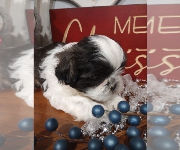 Medium Photo #4 Shih Tzu Puppy For Sale in ALLENSVILLE, KY, USA