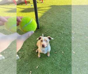 American Pit Bull Terrier-Catahoula Leopard Dog Mix Dogs for adoption in Woodbury, NY, USA