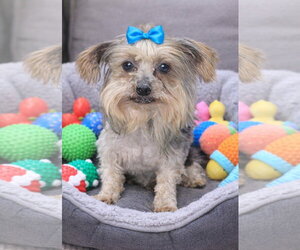 Mutt Dogs for adoption in Bon Carbo, CO, USA