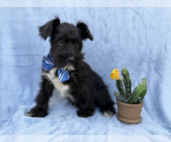 Medium Photo #7 Schnauzer (Miniature) Puppy For Sale in LAKELAND, FL, USA