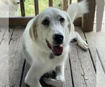 Small Photo #17 Great Pyrenees-Unknown Mix Puppy For Sale in Garland, TX, USA
