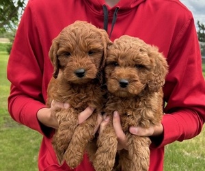 Goldendoodle (Miniature) Litter for sale in HULL, IA, USA