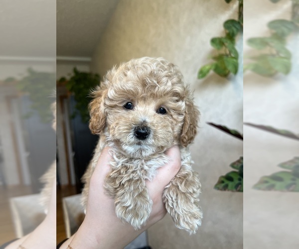 Medium Photo #7 Poodle (Toy) Puppy For Sale in MOUNT SOLON, VA, USA