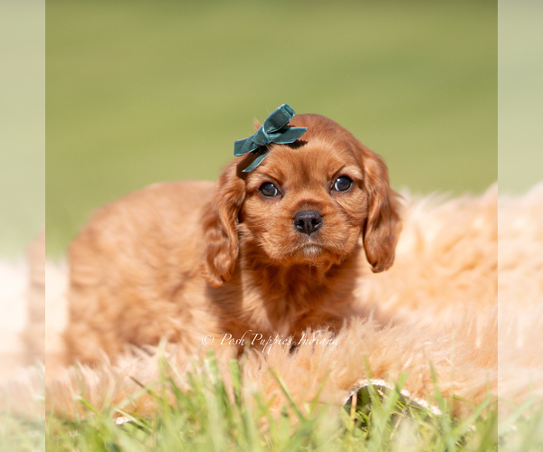 Medium Photo #1 Cavalier King Charles Spaniel Puppy For Sale in WARSAW, IN, USA