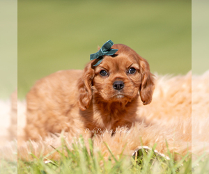 Medium Cavalier King Charles Spaniel