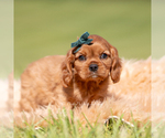 Puppy Loki AKC Cavalier King Charles Spaniel