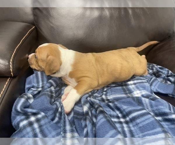 Medium Photo #39 American Bully Puppy For Sale in REESEVILLE, WI, USA