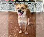 Small #4 Pomeranian