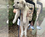 Small #9 Great Pyrenees Mix