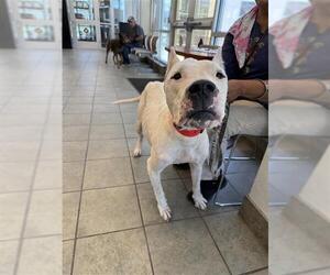 Dogo Argentino-Unknown Mix Dogs for adoption in San Antonio, TX, USA