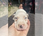 Small Photo #15 American Pit Bull Terrier Puppy For Sale in PENSACOLA, FL, USA