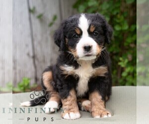 Bernese Mountain Dog-Cavalier King Charles Spaniel Mix Puppy for sale in RICHFIELD, PA, USA