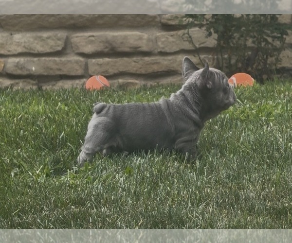 Medium Photo #24 French Bulldog Puppy For Sale in SUSSEX, WI, USA