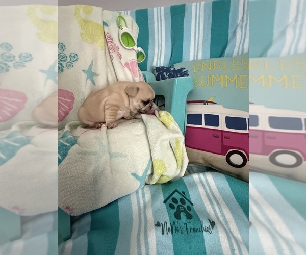 Medium Photo #12 French Bulldog Puppy For Sale in OPP, AL, USA