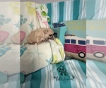 Small #11 French Bulldog