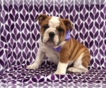 Small Photo #1 Bulldog Puppy For Sale in CLAY, PA, USA