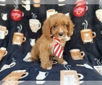 Small #7 Cavapoo (Standard)