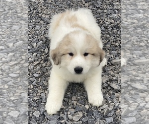 Great Pyrenees Puppy for sale in SENECA FALLS, NY, USA