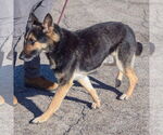 Small #3 German Shepherd Dog
