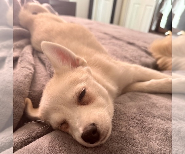 Medium Photo #239 Pomsky Puppy For Sale in LOVELAND, CO, USA