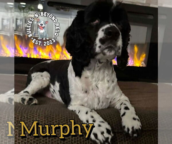 Medium Photo #2 Cocker Spaniel Puppy For Sale in Omaha, NE, USA