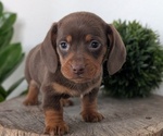 Small #1 Dachshund
