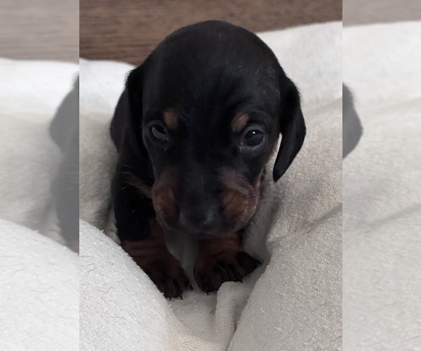 Medium Photo #1 Dachshund Puppy For Sale in SOUTHINGTON, OH, USA
