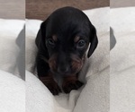 Puppy Puppy 4 Dachshund