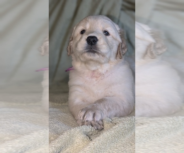 Medium Photo #4 Golden Retriever Puppy For Sale in MODESTO, CA, USA