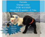 Puppy Orange collar Daniff-English Mastweiler Mix
