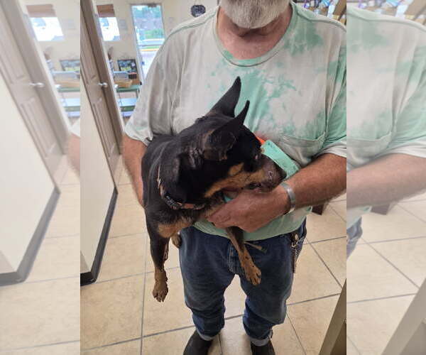 Medium Photo #6 Miniature Pinscher-Unknown Mix Puppy For Sale in Alvin, TX, USA