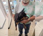 Small #5 Miniature Pinscher Mix