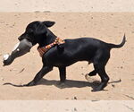 Small #5 Dachshund Mix
