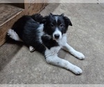 Puppy Jess Border-Aussie