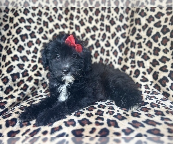 Medium Photo #8 Aussiedoodle Miniature  Puppy For Sale in LAKELAND, FL, USA