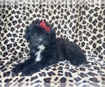 Small #7 Aussiedoodle Miniature 