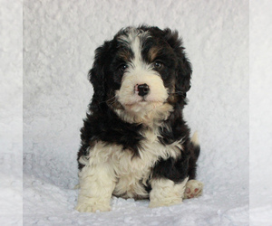 Entlebucher Mountain Dog-Poodle (Miniature) Mix Puppy for sale in HONEY BROOK, PA, USA